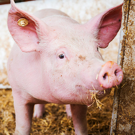 Lokale Schweinehaltung in Groß-Umstadt